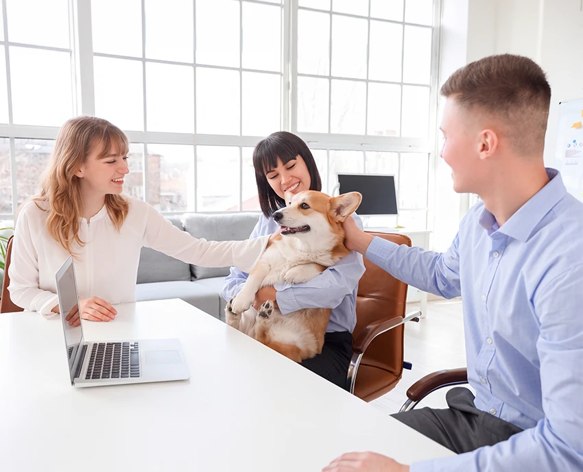 Three people smiling and petting a corgi in a bright office.